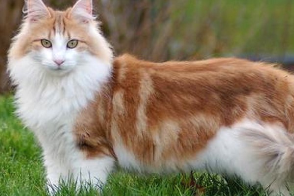 gatto con il mantello rosso e bianco