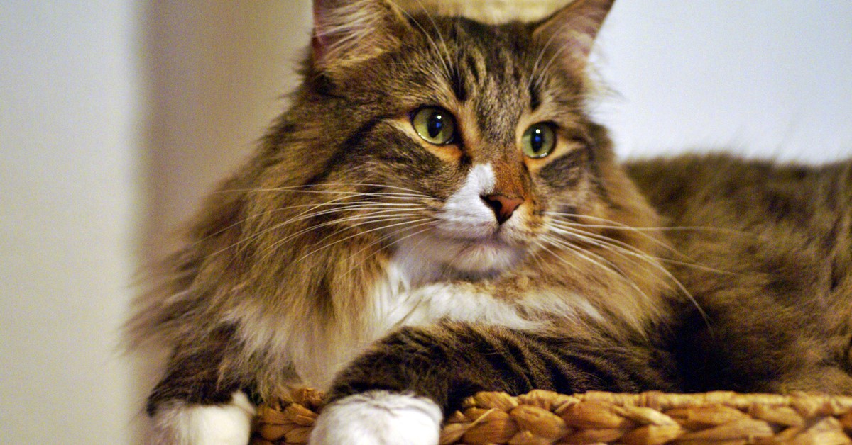 Razze di gatti anallergiche, quali sono i mici che non fanno allergia?