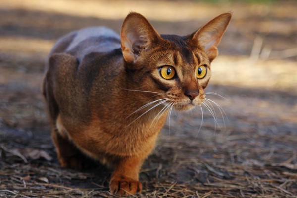 gatto abissino che punta una preda