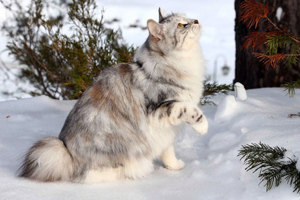 bobtail americano sulla neve