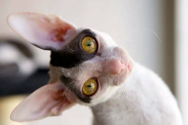 cornish rex buffo