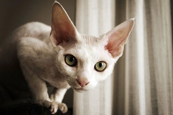 devon rex di colore bianco