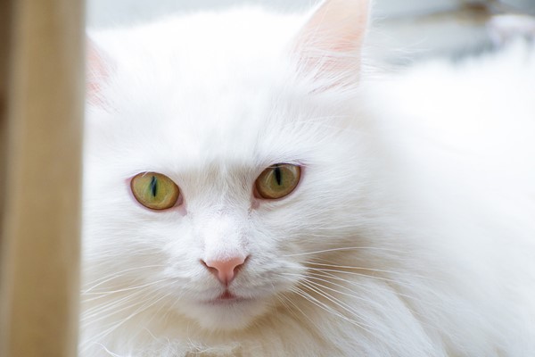 gatto con il pelo bianco e lungo