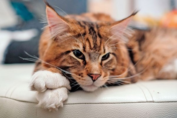 maine coon che dorme sul divano