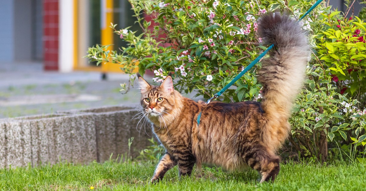 Razze di gatti che si comportano da cani: quali sono i mici che somigliano a Fido?