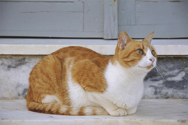 gatto egeo