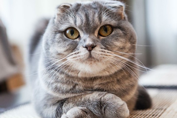 esemplare di scottish fold