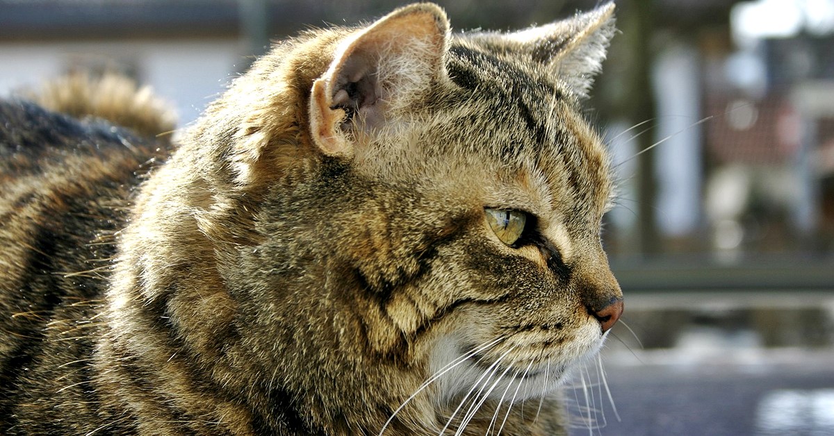 Razze di gatti distaccati e indifferenti: tutti i mici che stanno proprio sulle loro
