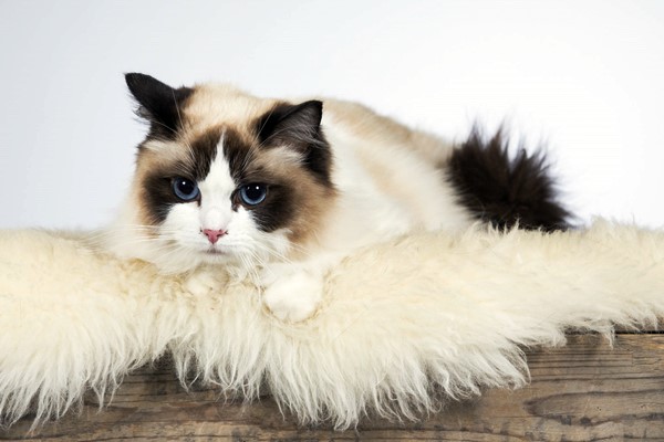 gatto ragdoll