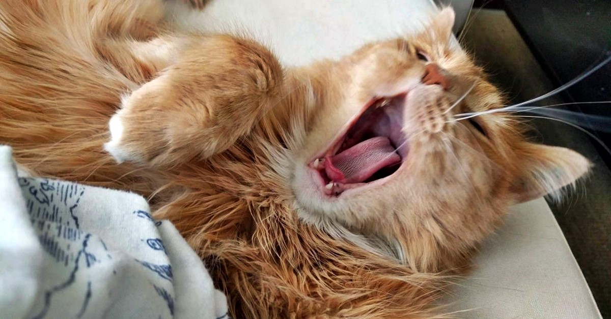 Razze di gatti dormiglione: tutti i mici che non possono fare a meno di essere pigri