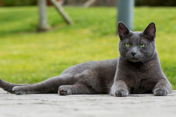 gatto blu di russia