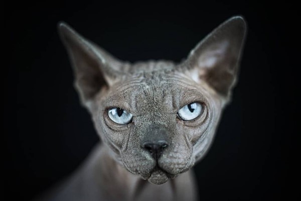 gatto canadian sphynx