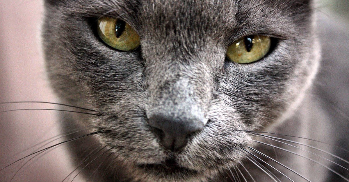 Razze di gatti snob: tutti i felini che sembrano avere un’atteggiamento aristocratico