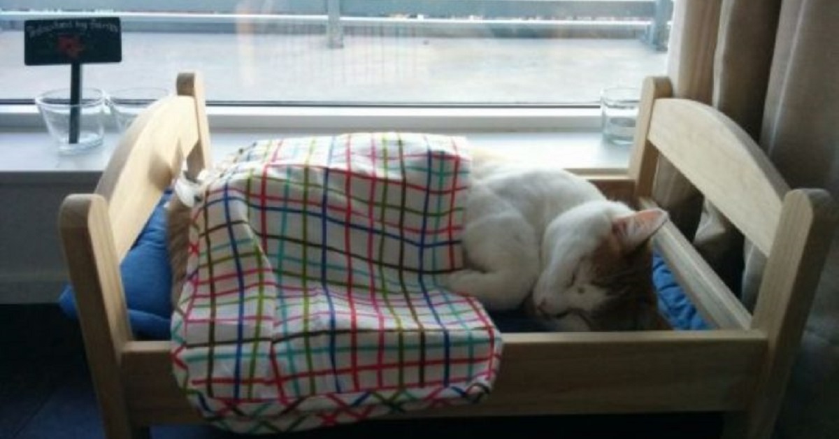 Un rifugio di gattini randagi riceve da Ikea 10 piccoli lettini (VIDEO)