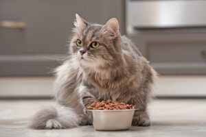 Riscaldare il cibo per gatti può essere utile o è superfluo?