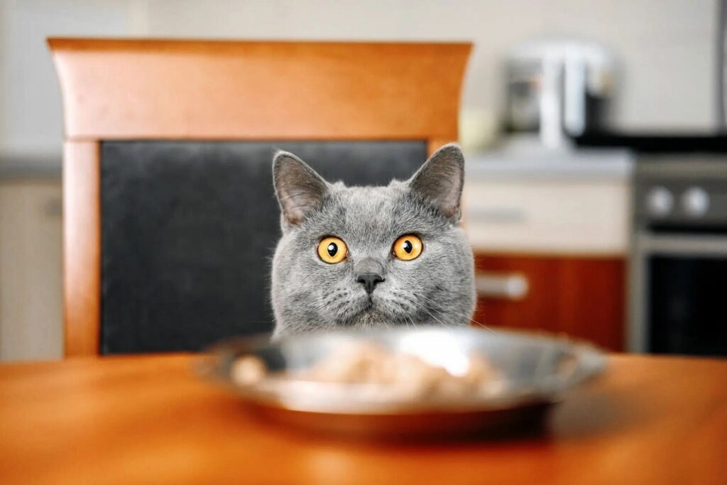 gatto davanti a piatto