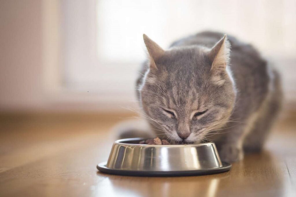 gatto che sta mangiando la pappa