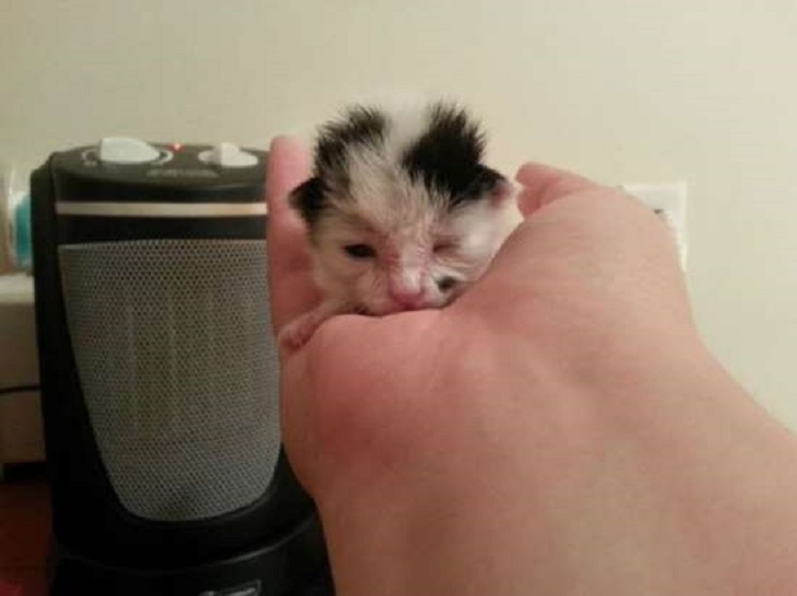 roscoe gattino salvataggio cane uomo