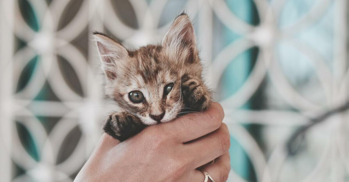 Presentare un gattino a un cucciolo di cane: tutti i modi per farlo