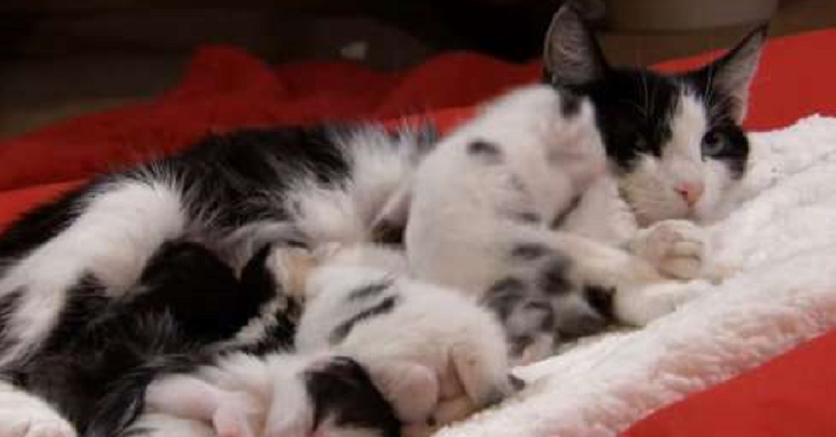 Ruby, la gatta mamma di 4 gattini e una simpatica puzzola (VIDEO)