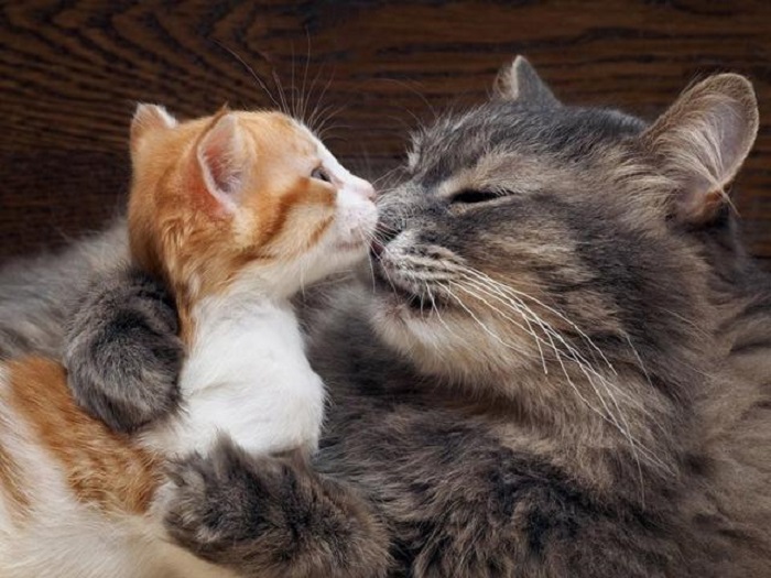gattini amore affetto