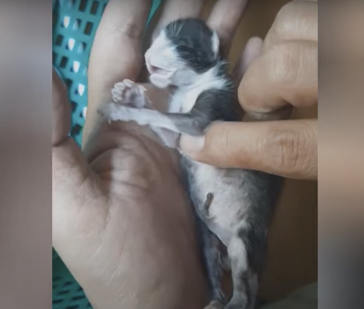 gattino salvataggio foto