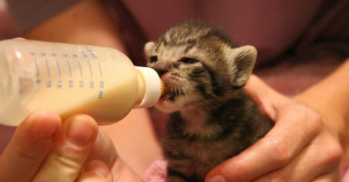 Veterinario salva un gattino in fin di vita appena nato (VIDEO)