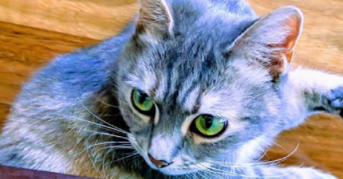 Selina, la gatta che adora farsi trasportare in giro per casa (VIDEO)