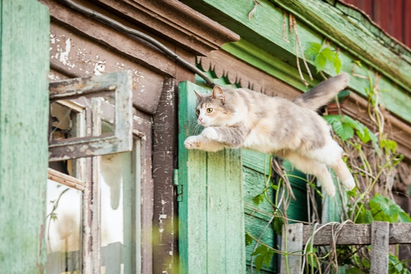 gatto che salta dalla finestra