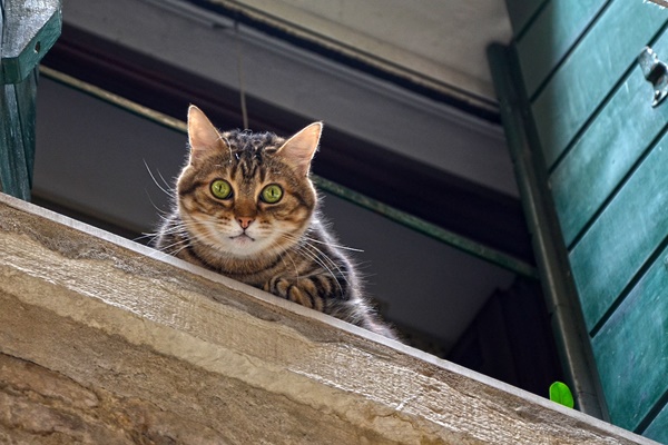 gatto di taglia grande