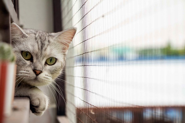 rete di protezione per i gatti