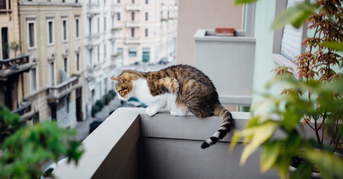 Sindrome del gatto volante: perché i gatti si lanciano dai piani alti?
