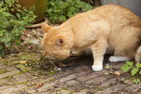 gatto che vomita