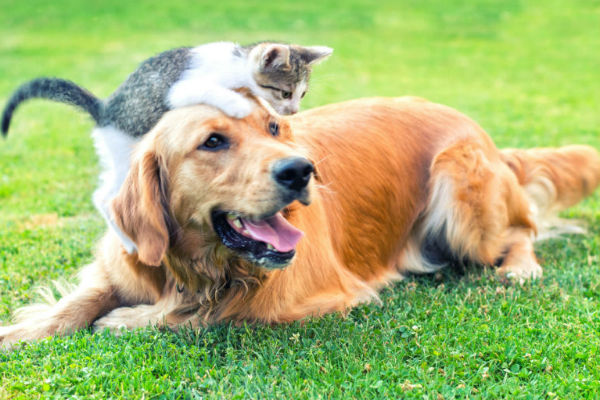 gattino e cane adulto su un prato