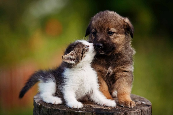 gattino e cagnolino imparano a conoscersi