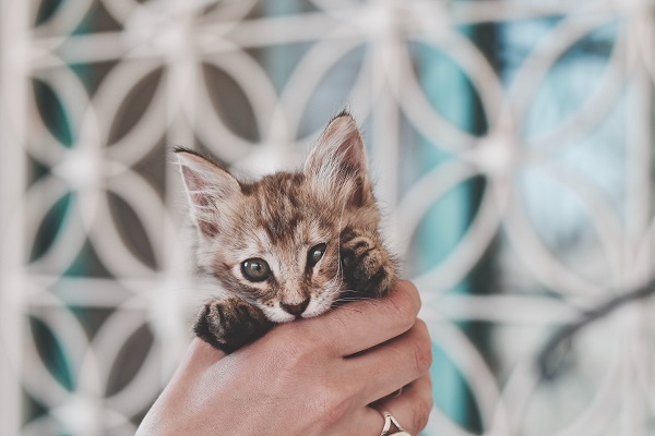 una donna tiene in mano un gattino