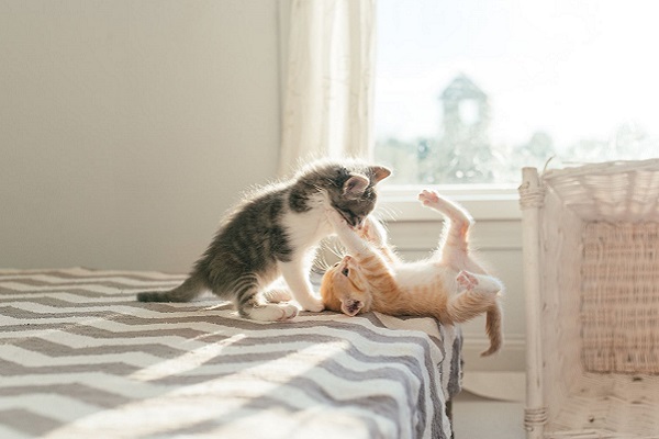 due cuccioli di gatto giocano