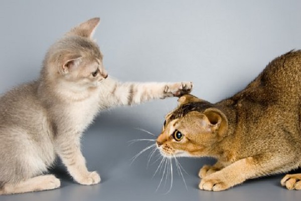 gattino accarezza gatto adulto