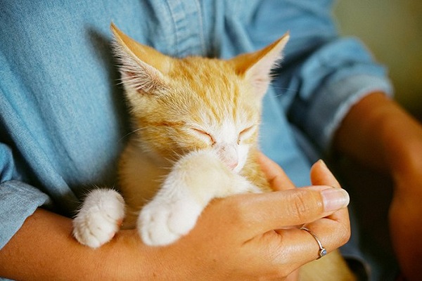 cucciolo di gatto in braccio a un umano