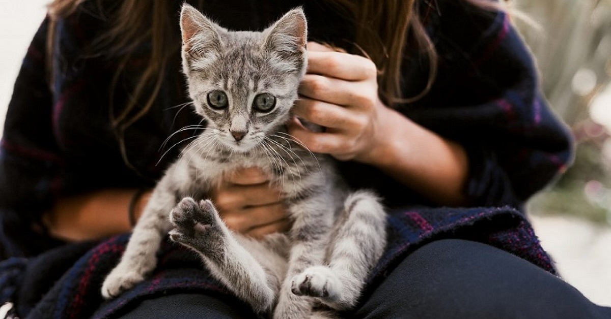 Gattino, socializzazione: come farla e che cosa sapere per farlo crescere bene