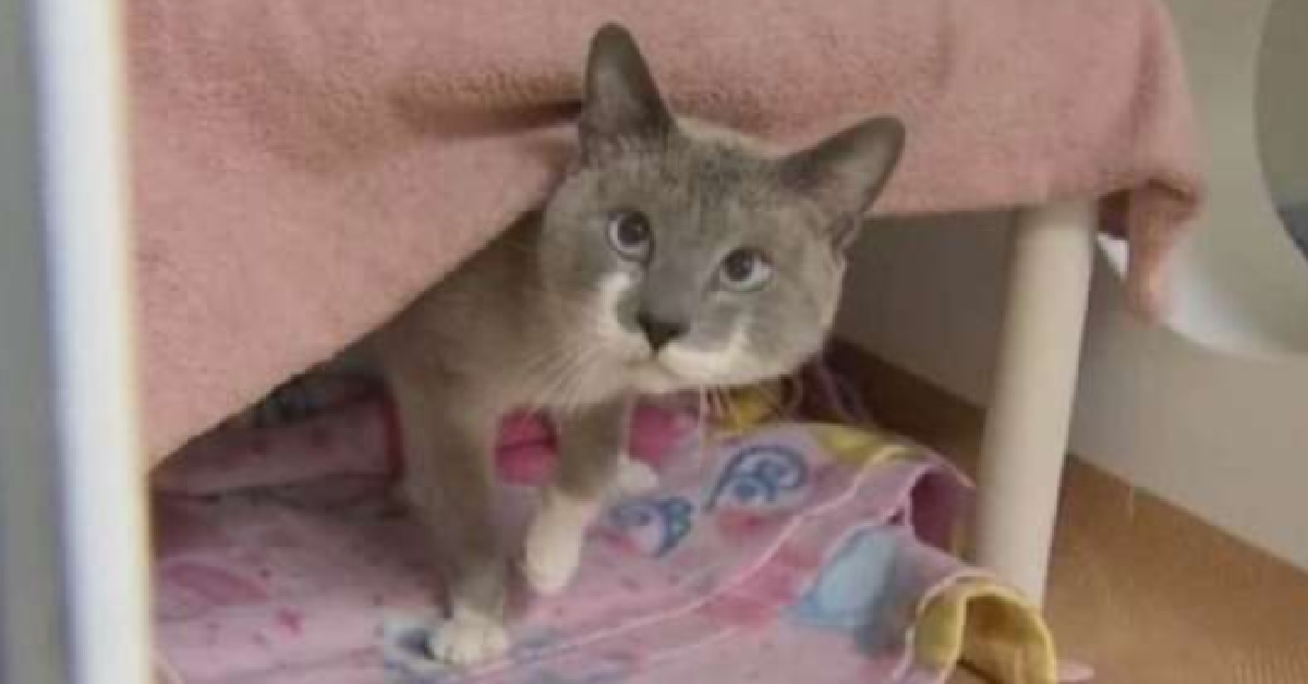 Space Ghost, il gattino salvato e guarito in tempo record (FOTO)