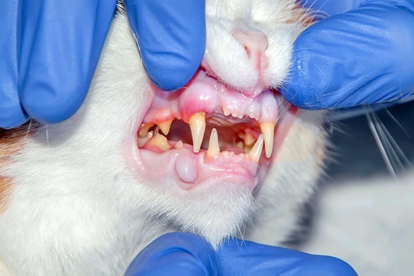 veterinario controlla le gengive del gatto