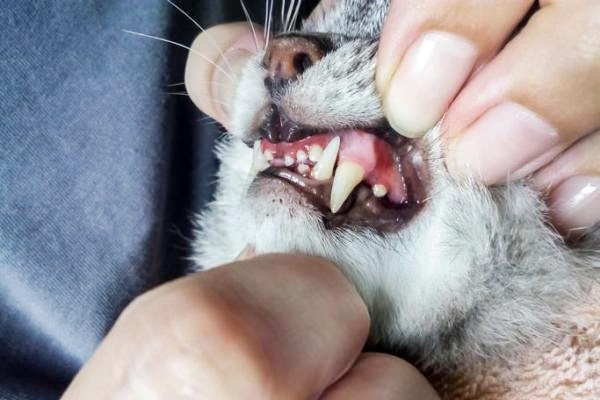 controllare i denti del gatto