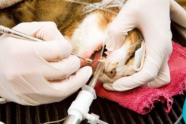 veterinario estrae i denti del gatto