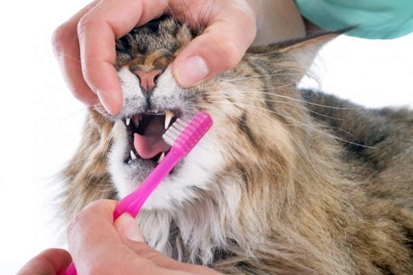 lavare i denti del gatto