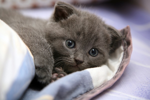 gattino di colore grigio