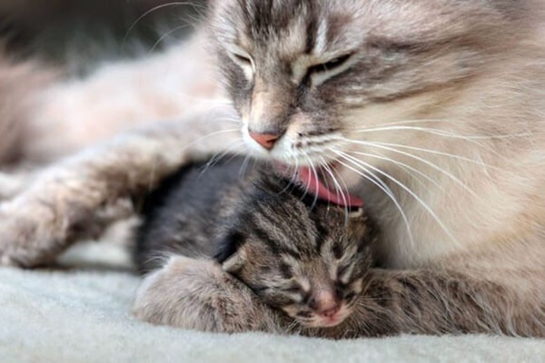 mamma gatta lecca il suo cucciolo