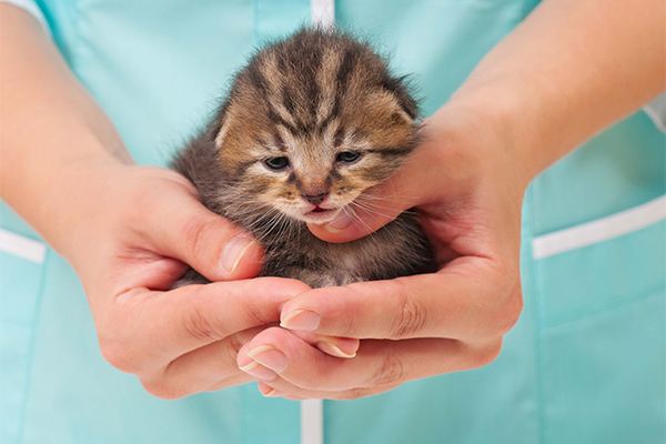 gattino piccolo dal veterinario