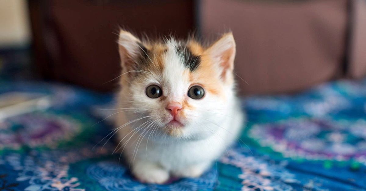 Sverminare un gattino: come farlo, quando e a che cosa serve