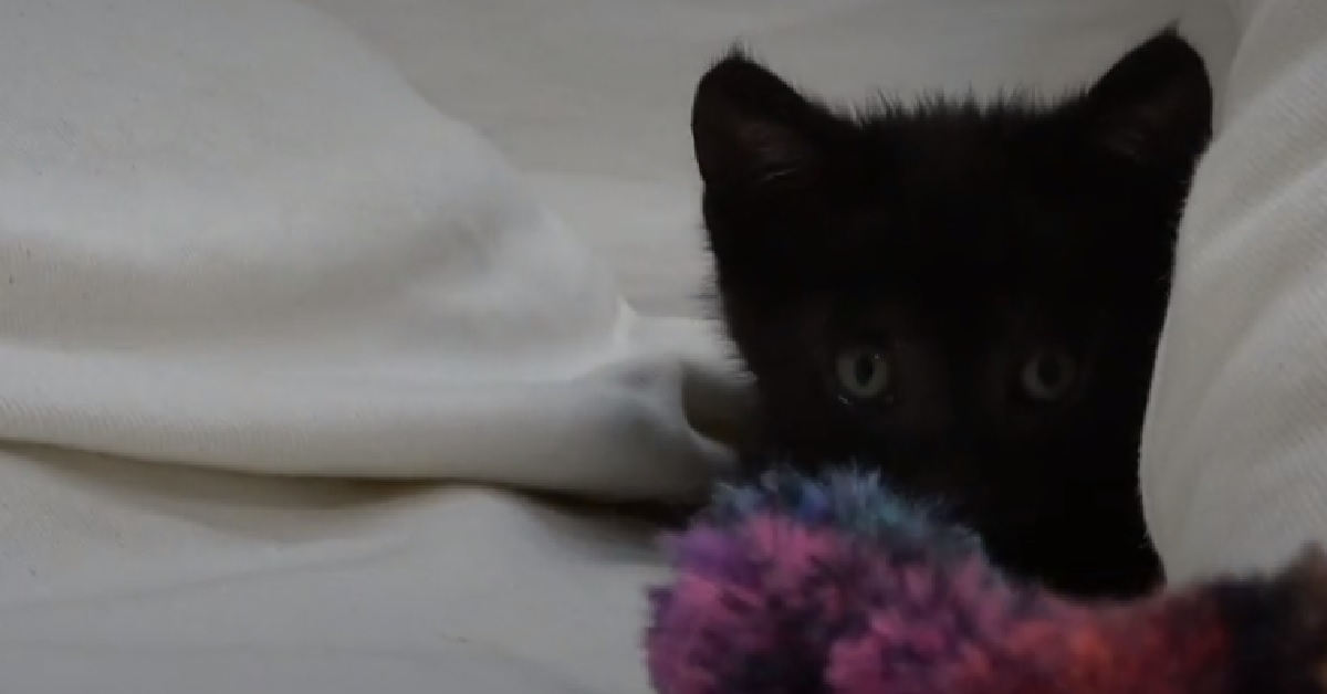 Taco, il gattino salvato in un canale fognario di Los Angeles (VIDEO)